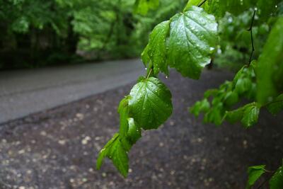  بارش‌های بهاره کمبودها را جبران کرد / شرایط در غرب کشور ۷۷ درصد بهتر از سال قبل