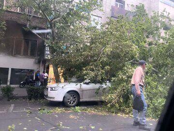  تصاویری از خسارت ورزش باد در تهران