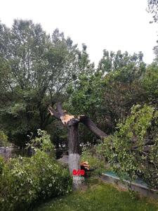  تصاویر: شکست ۱۰ درخت بر اثر طوفان ساعتی قبل در بلوار کشاورز تهران