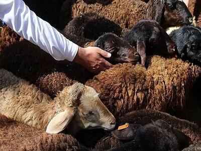  قیمت دام زنده امروز ۸ اردیبهشت ۱۴۰۵