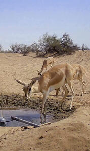  ردپای جنگ در سرزمیــــــــن غزال