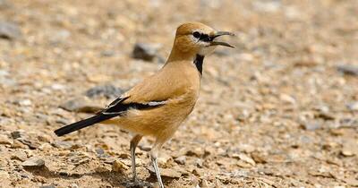  مشاهده و ثبت تصویر زاغ بور ایرانی در بیابان‌های اطراف ورزنه اصفهان