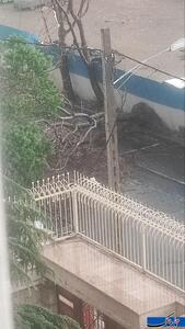  عکس: از جا کنده شدن درخت از ریشه در طوفان یزد