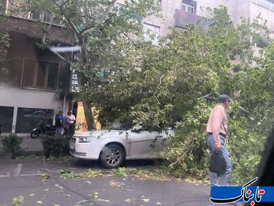  سقوط درختان در تهران در پی وزش باد شدید + عکس