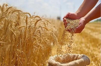  جایزه ۲۰ هزار تومانی برای هر کیلو گندم واریز می‌شود/ چاره‌ای جز پذیرش واقعیت‌های بازار ارز نداریم»