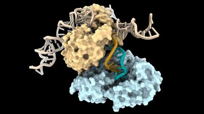  آیا زندگی یک زبان برنامه نویسی ناشناخته برای ساخت DNA دارد؟ / DRT3 چیست و چرا دانشمندان را شگفت زده کرده است