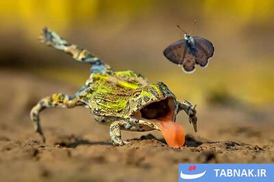  برندگان مسابقه عکاسی طبیعت سال ۲۰۲۶