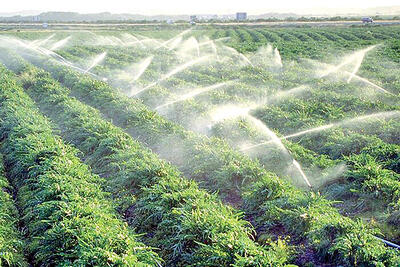  هرمزگان در مسیر کشاورزی مدرن