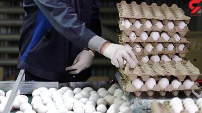  قیمت هر شانه تخم مرغ اعلام شد