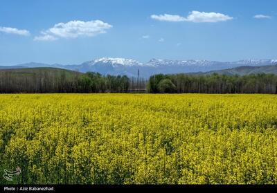  افزایش کشت گیاهان علوفه‌ای در خراسان شمالی - تسنیم