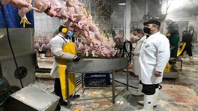  ۱۶۲ میلیون قطعه طیور ذبح شد/طرح تشدید نظارت‌های بهداشتی کماکان ادامه دارد