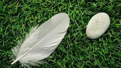  شگفتی های آفرینش؛ وقتی اندازه و کارایی تناسبی پیچیده تشکیل می دهند! (+اینفوگرافیک)