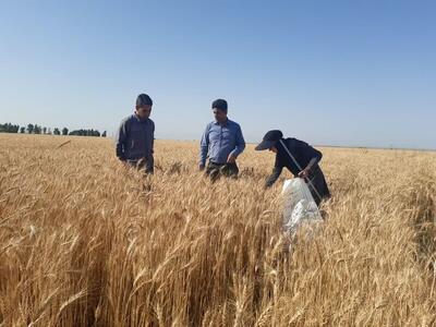  گندمکاران بخوانند / ماجرای جایزه ۲۰ هزار تومانی برای هر کیلو گندم چیست؟