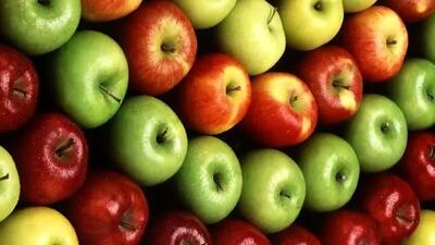  رکوردشکنی تاریخی صادرات سیب مراغه؛ جهش ۴۱ درصدی در سال ۱۴۰۴