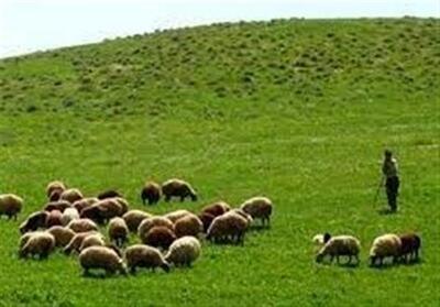  جزئیات طرح زمان‌بندی چرای دام در استان مرکزی اعلام شد - تسنیم