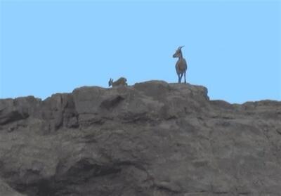  ثبت نخستین زادآوری بز وحشی در شیرکوه تفت - تسنیم