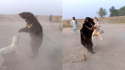  فیلم نبرد تلخ سگ و خرس  برای تفریح مردم به روش خروس جنگی/ حیوان آزاری به خاطر فقر