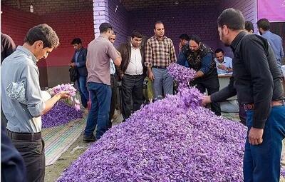  قاچاق طلای سرخ؛ افغانستان چگونه ۴ برابر تولید خود زعفران صادر می‌کند؟