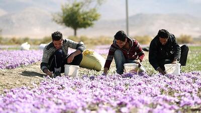  از برگزاری دوره‌های آموزش تا پیگیری ثبت «برند ملی زعفران ایران» در 60 کشور هدف صادراتی