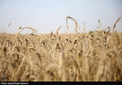  محاصره دریایی آمریکا بر امنیت غذایی بی‌اثر است - تسنیم