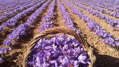  اخرین وضعیت صادرات زعفران/ لزوم جایگزینی بازارهای جدید