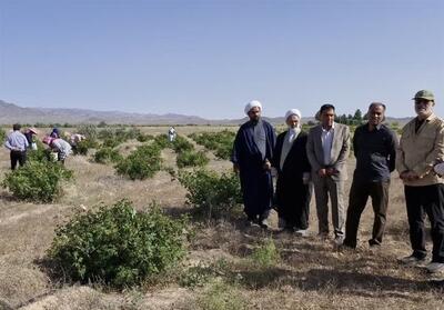  پیش‌بینی برداشت 700 تن گل‌محمدی در سربیشه - تسنیم