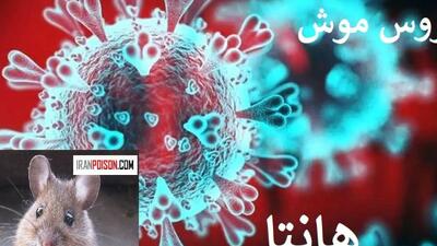  ویروس مرموز «هانتا» از کشتی تفریحی تا بیمارستان‌های اروپا!