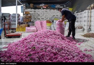  افزایش 20 درصدی تولید گل محمدی/گلاب خراسان شمالی یا کاشان؟ - تسنیم