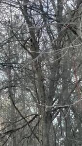  صعود برق‌آسای سیاه‌گوش برای شکار سنجاب در دل جنگل