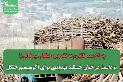  چراغ سبز قانون به تخریب جنگل هیرکانی؟ / برداشت درختان خشک، تهدیدی برای اکوسیستم جنگل