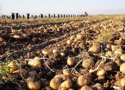  جهش ۷۰۰ درصدی قیمت سیب‌زمینی در اروپا!