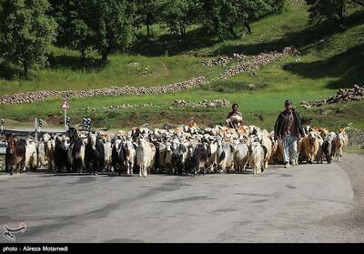  عشایر و طبیعت در چهارمحال و بختیاری؛ زندگی در هماهنگی با فصل‌ها  تصویر - تسنیم