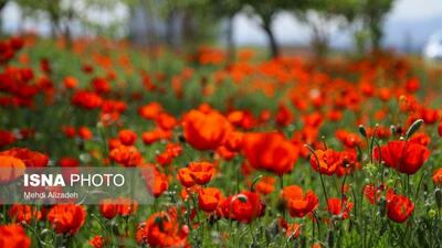  تصاویر/ دشت شقایق‌های بهاری - بجنورد