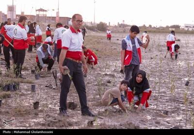  3000 اصله نهال حرا در ساحل بندر بوشهر کاشته شد - تسنیم