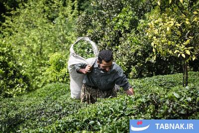  برداشت بهاره چای در شهرستان املش