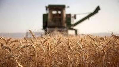  افزایش قیمت گندم در بازار جهانی