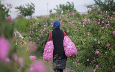  از گلاب‌گیری تا پرسه زدن در دشت‌های بهاری؛ اردیبهشت کجا برویم؟/ ۹ مقصد جذاب برای سفر یک‌روزه/ راهنمای سفرهای بهاری نزدیک تهران