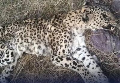  ابهام در مرگ پلنگ پرور؛ کمبود محیط‌بان چالش جدی ا ستان سمنان - تسنیم