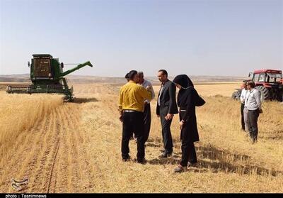  آغاز خریدگندم در شمال اردبیل از خردادماه - تسنیم