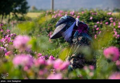  آغاز برداشت گل محمدی در نطنز/پیش‌بینی برداشت 510 تن گل محمدی - تسنیم