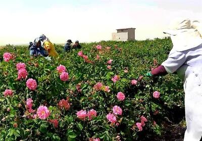  پیشتازی ایران در تولید جهانی گل محمدی‌ - تسنیم