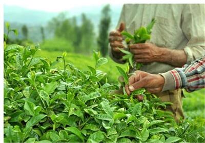  600 میلیارد تومان از مطالبات چایکاران پرداخت شد - تسنیم