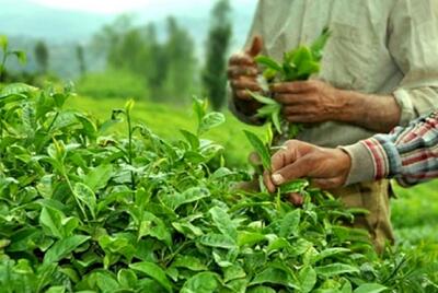  سرانه مصرف چای پایین آمد/ قیمت هر کیلو چای ایرانی چند؟
