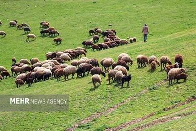  ایران دارای ۸۶۰۰ گونه گیاهی مرتعی است