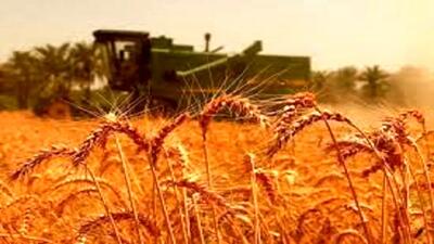  خرید تضمینی گندم به یک میلیون و ۷۰۰ هزار تن رسید