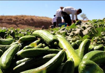 آغاز برداشت خیار از 100هکتار مزارع کاشان - تسنیم
