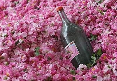  بهار کاشان؛ عطر گلاب، فرصت گردشگری و رونق اقتصاد محلی - تسنیم