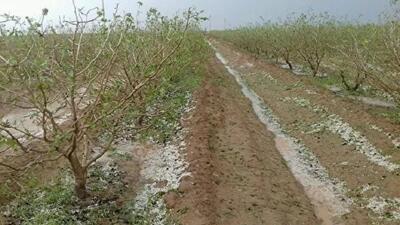  باغداران بخوانند: روش‌های جلوگیری از خسارات ثانویه بعد از تگرگ