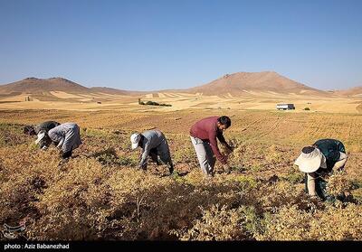  کردستان در مسیر تغییر الگوی کشت/چشم‌انداز تولید 40 هزار تنی نخود - تسنیم