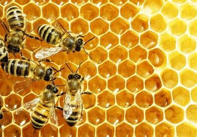  یک سوم غذای انسان ناشی از فعالیت حشرات گردافشان است